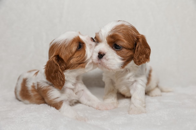 Two little puppies on a white background