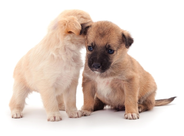 2つの小さな子犬