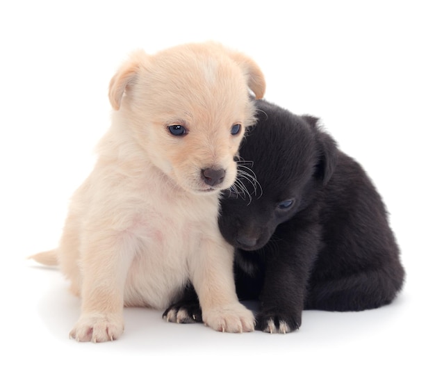 写真 2匹の小さな子犬