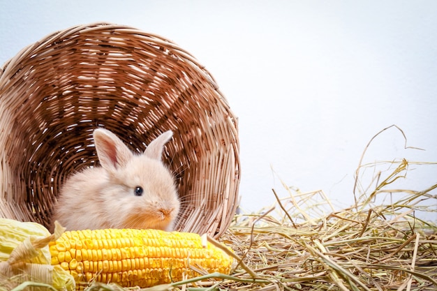 Two little rabbits hid in a wooden basket, eating corn like a gusto.