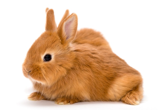 Two little red rabbits on a white background