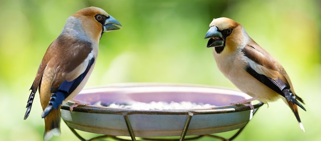 鳥の餌箱に座っている 2 羽の小さな鳴き鳥 シメ Coccothraustes coccothraustes