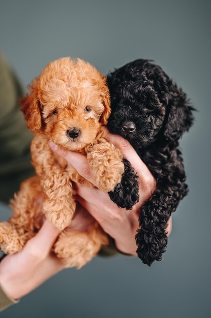 写真 青の背景に赤と黒のプードルの2つの小さなトイプードルの子犬