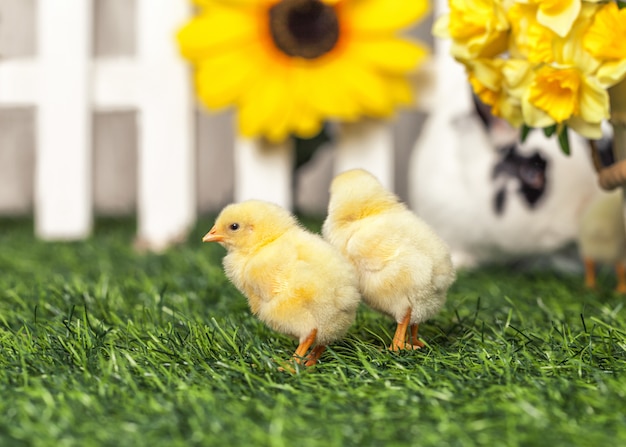 芝生の上を歩く2つの小さな黄色のひよこ。