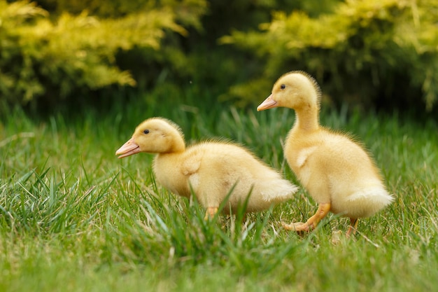 Two little yellow duckling on green grass.