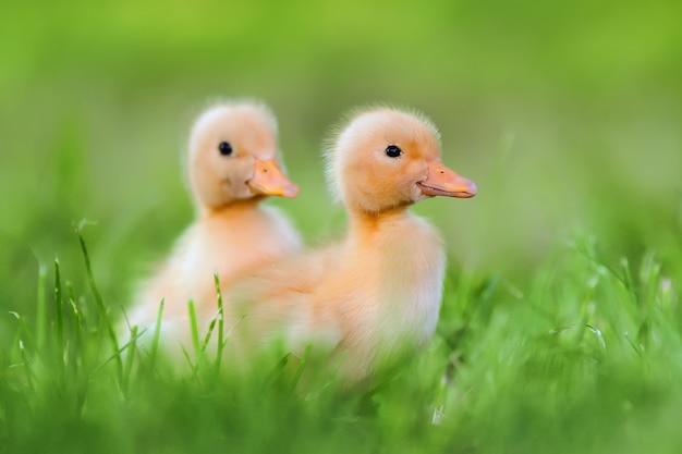 Two little yellow duckling on green grass