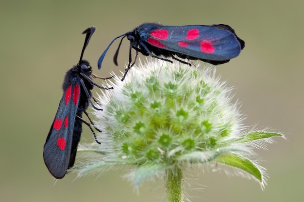 Две маленькие и красивые пятнистые бабочки zygaenidae