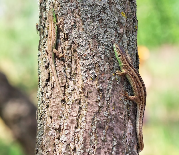 Two lizards on a tree bark