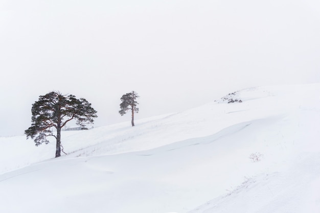 Two lonely pines on a snowy slope against a white sky