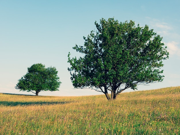 Two lonely trees on a blooming golden meadow against the blue sky Simple landscape with amazing trees