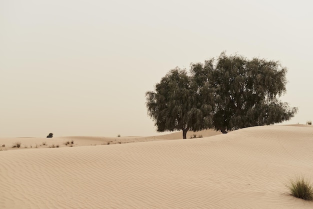 Two lonely trees growing in sandy wild desert Dunes and desert plants