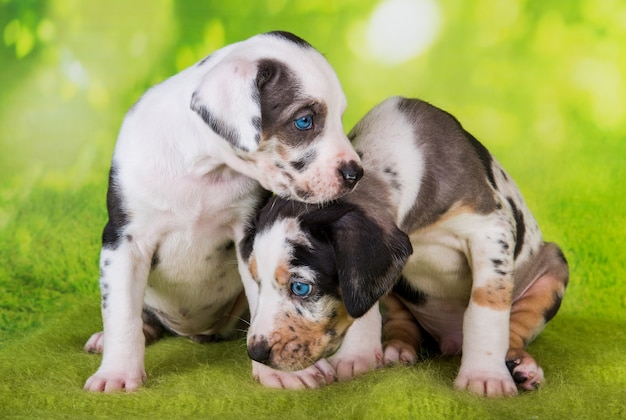 Photo two louisiana catahoula leopard dogs puppies are sitting on green background.