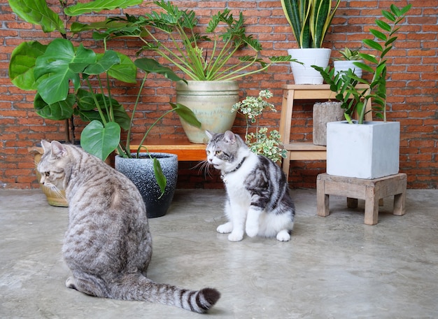 Two lovely happy cats playing in living room interior brick wall with air purify houseplants,Monstera,Philodendron,Ficus Lyrata,snake plant and Zanzibar gem in pot