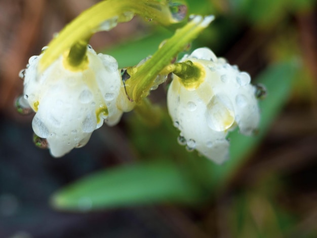 Two lovely snowdrop flowers soft focus perfect for postcard