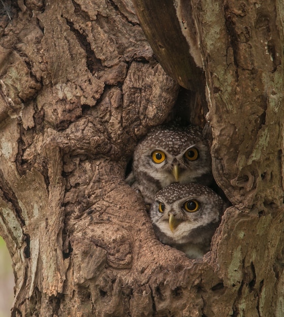 Two lovely spotted owlet