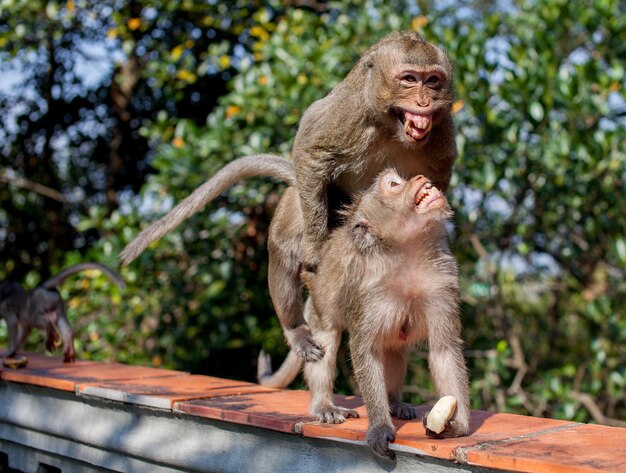 Photo two macaque monkeys mating on a fence