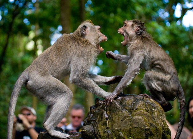 Two macaques playing each other in the temple. Indonesia. The island of Bali.