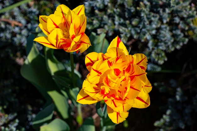 Two magnificent yellow and red peony flowers in the garden