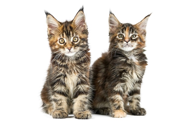 Two Maine coon kittens, isolated