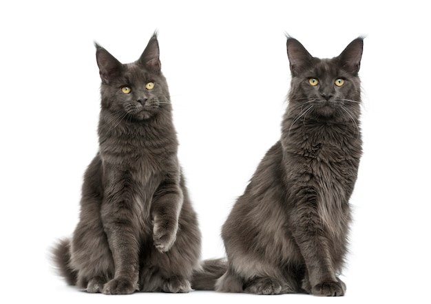 Two Maine Coons in front of a white wall