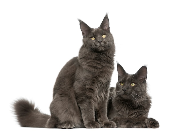 Two Maine Coons in front of a white wall