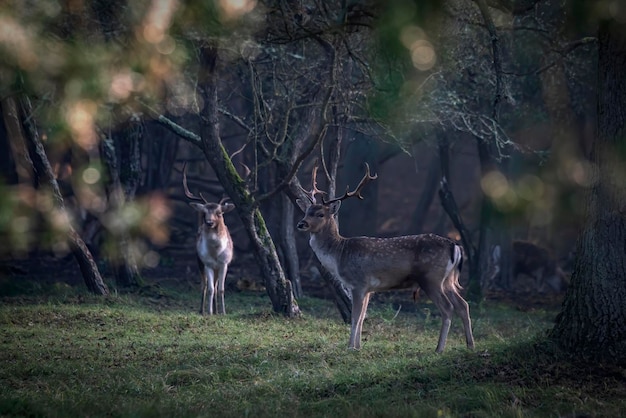 Two male Fallow deer (Dama dama) in rutting season