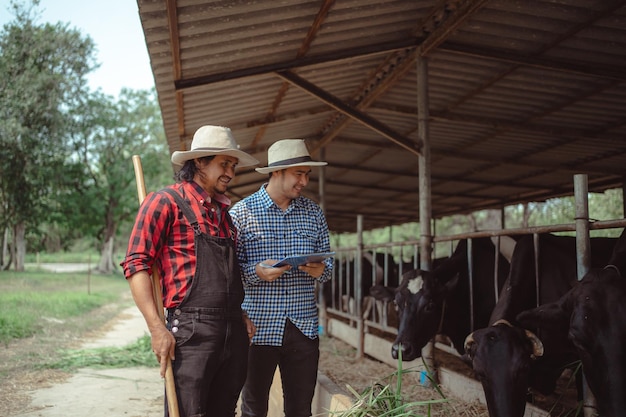 Two male farmer working and checking on his livestock in the dairy farm Agriculture industry farming and animal husbandry concept Cow on dairy farm eating hay Cowshed