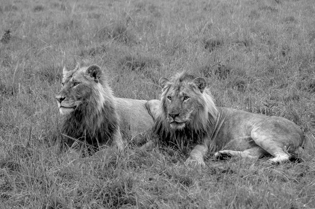 Two male lions lay in the grass in the maasai mara kenya