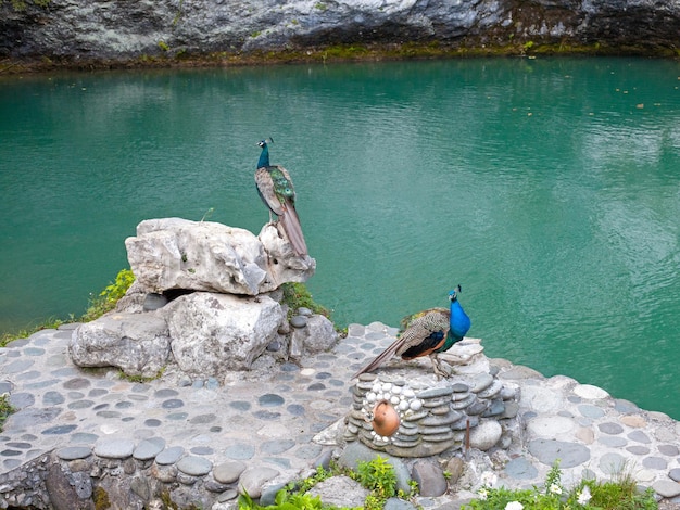 Two male peacocks at lake Tshyna Blue lake in Abkhazia