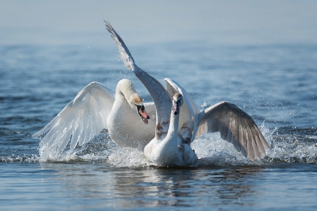 Due cigni maschi, cygnus olor, durante una lotta per la supremazia nella stagione degli amori sul fiume