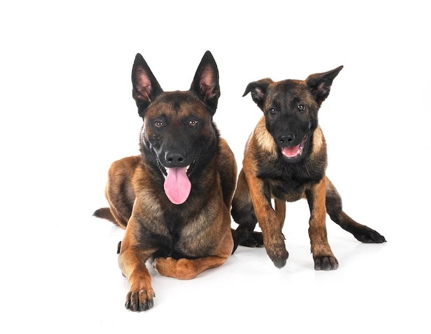 Two malinois in studio