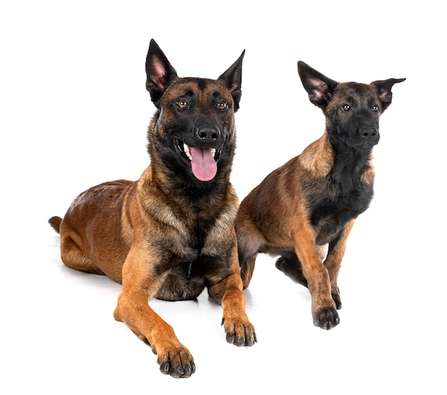 Two malinois in studio