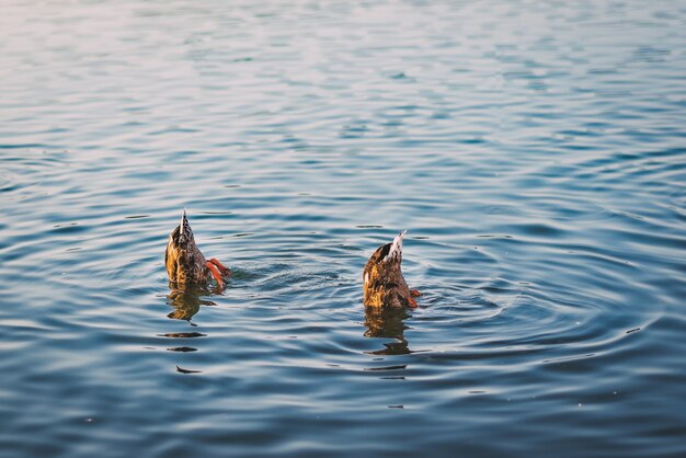 Две утки кряквы ныряют в воду озера