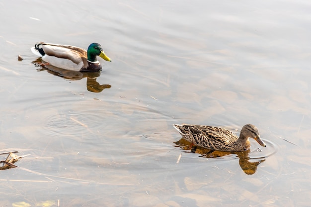 Two mallard duck swim in the river.