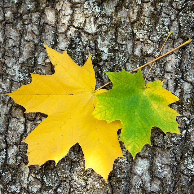 Two maple leaves