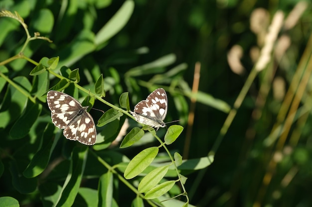 Two marbled white butterflies resting on a leaf in nature