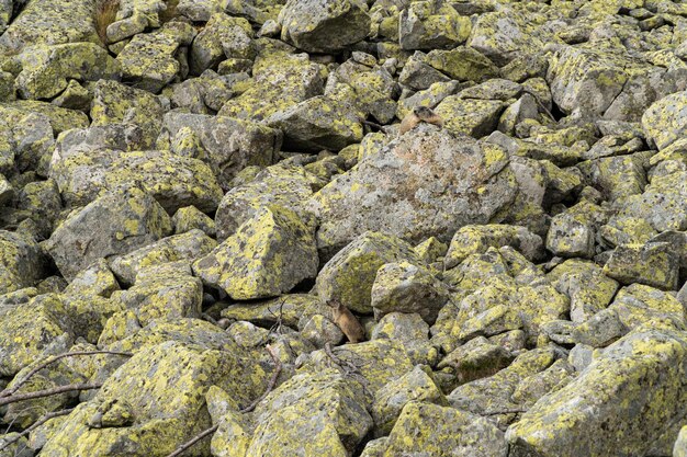 Two marmot hiding behind the rocks in the mountains