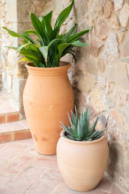 Two Mediterranean style pots with Aloe Vera and greens in a rustic setting