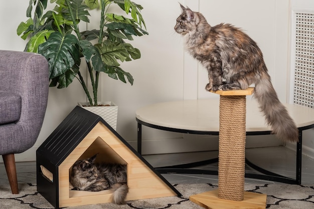 Two Meikun cats and a pet house in the room