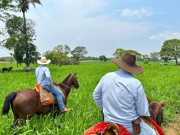 two men riding horses in a field with palm trees in the background