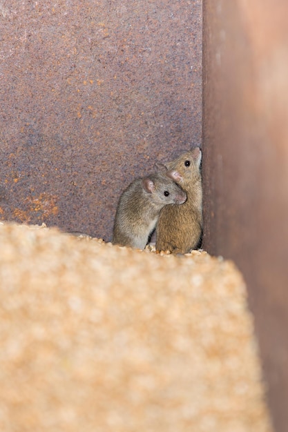 Фото Две мыши загнали в угол контейнер с пшеницей