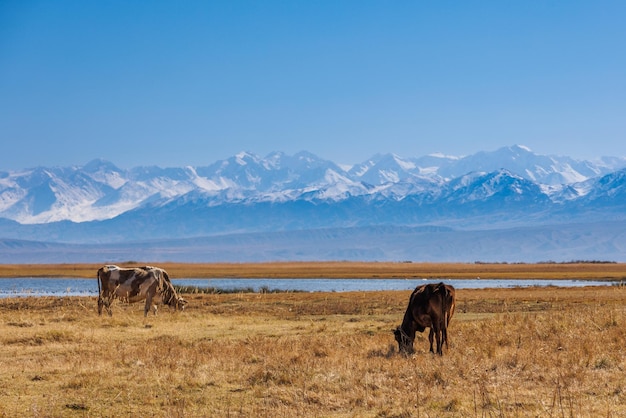 Two milk cows grazing on shore of mountain lake at sunny autumn afternoon