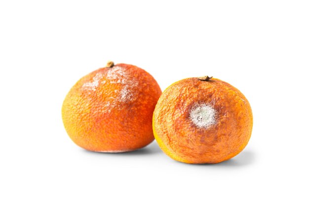 Two moldy tangerines on a white background