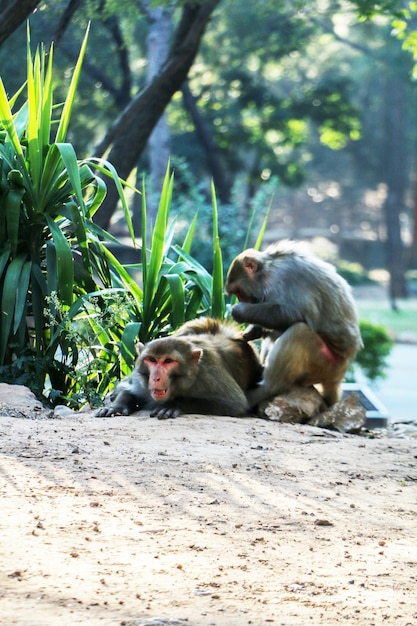 屋外背景自然野生動物に座っている 2 つのサル