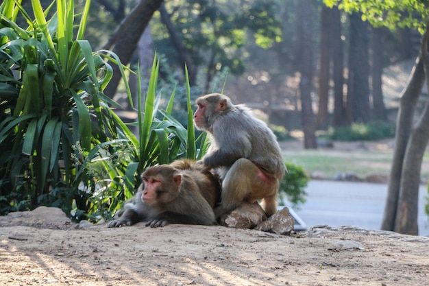 屋外背景自然野生動物に座っている 2 つのサル