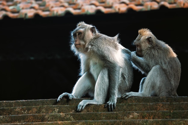 Two monkeys in Forest Sanctuary Ubud Bali Indonesia