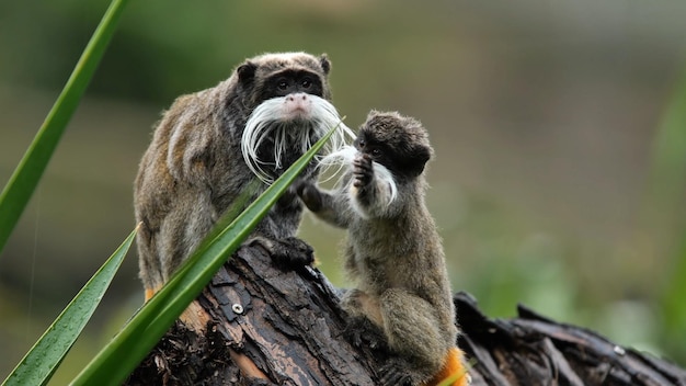 Two monkeys on a log with a white mustache