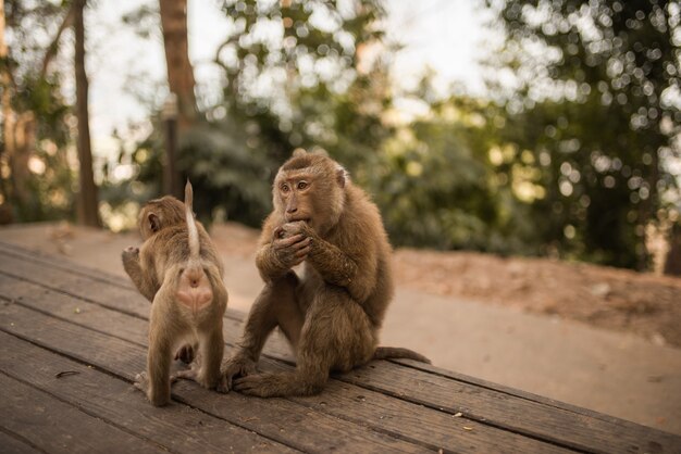 Two monkeys on a wooden old shabby dark background. Family life and behavior of monkeys in the wild.