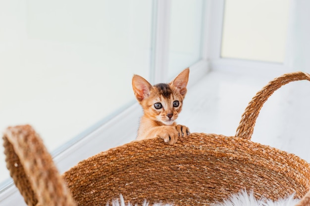 Two month old cinnamon abyssinian cat at home Beautiful purebred short haired kitten beige textile