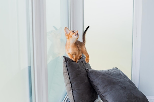 Two month old cinnamon abyssinian cat at home Beautiful purebred short haired kitten on grey cushion